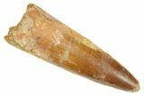 Fossil Spinosaurus Tooth - Real Dinosaur Tooth #363082-1